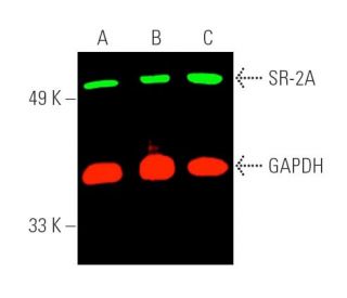 SR-2A Antibody (A-4) - Western Blotting - Image 389818