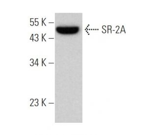 SR-2A Antibody (A-4) - Western Blotting - Image 362119