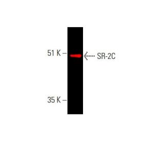 SR-2C Antibody (D-12) | SCBT - Santa Cruz Biotechnology