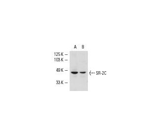 western blotting image from recommended SR-2C (D-12) monoclonal antibody replacement. Image 4428