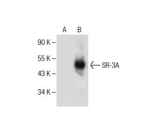 SR-3A Antibody (A-9) - Western Blotting - Image 286772The Double Nickase Plasmid features a U6 promoter for sgRNA expression, a 20 nt targeting sequence, and a gRNA scaffold to guide Cas9n. It includes a CBh promoter for Cas9n (D10A) and puromycin resistance, GFP for transfection verification, and nuclear localization signals (NLS). The 2A peptide allows co-expression of Cas9n and Puro from a single promoter, enabling precise genome editing with reduced off-target effects.