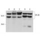 SR-3B Antibody (H-9) - Western Blotting - Image 376335 
