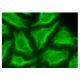 SR-4 Antibody (G-3) - Immunofluorescence - Image 151441 