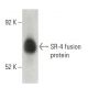 SR-4 Antibody (G-3) - Western Blotting - Image 397518