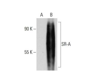 SR-A Antibody (A-20): sc-20445
