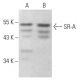 SR-A Antibody (C-6) - Western Blotting - Image 354020 