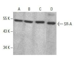 SR-A Antibody (E-10) - Western Blotting - Image 354027 