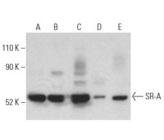 SR-A Antibody (E-5) - Western Blotting - Image 399125 
