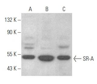 western blotting image from recommended SR-A (E-5) monoclonal antibody replacement. Image 354021