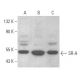 western blotting image from recommended SR-A (E-5) monoclonal antibody replacement. Image 354021