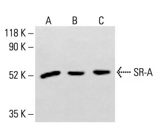 SR-A Antibody (E-5) - Western Blotting - Image 413731