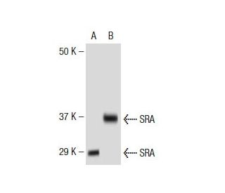 SRA Antibody (7H1G1) - Western Blotting - Image 137440