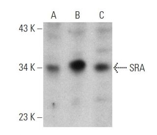 SRA Antibody (C-5): sc-271377