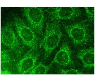SRA Antibody (D-8) - Immunofluorescence - Image 145162 