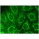 SRA Antibody (D-8) - Immunofluorescence - Image 145162 