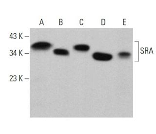 SRA Antibody (E-5) - Western Blotting - Image 375408 
