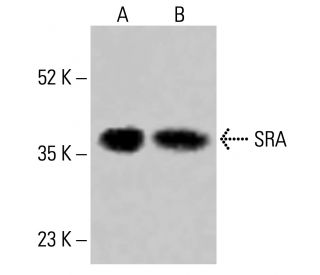 SRA Antibody (E-5) - Western Blotting - Image 415225