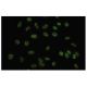 Srb7 Antibody (31-C) - Immunofluorescence - Image 35840 
