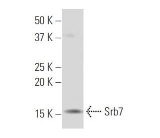 Srb7 Antibody (31-C) - Western Blotting - Image 34548 