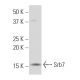 Srb7 Antibody (31-C) - Western Blotting - Image 34548 