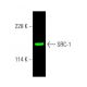 SRC-1 Antibody (1135/H4) - Western Blotting - Image 385472 