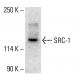 SRC-1 Antibody (1135/H4) - Western Blotting - Image 412549