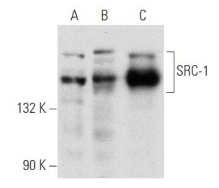 SRC-1 Antibody (6D775) - Western Blotting - Image 354840
