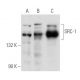 SRC-1 Antibody (6D775) - Western Blotting - Image 354840