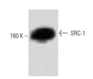 SRC-1 Antibody (8) - Western Blotting - Image 60445