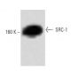 SRC-1 Antibody (8) - Western Blotting - Image 60445
