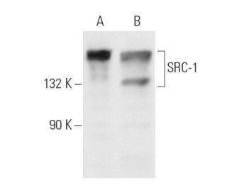western blotting image from recommended SRC-1 (1135/H4) monoclonal antibody replacement. Image 10474