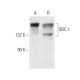 western blotting image from recommended SRC-1 (1135/H4) monoclonal antibody replacement. Image 10474