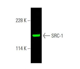 SRC-1 Antibody (1135/H4) - Western Blotting - Image 385472