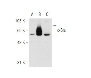 Src Antibody (17AT28) - Western Blotting - Image 62416