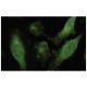 SRCRB4D Antibody (46-M) - Immunofluorescence - Image 35520 