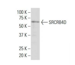 SRCRB4D Antibody (46-M) - Western Blotting - Image 33686 