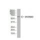 SRCRB4D Antibody (46-M) - Western Blotting - Image 33685