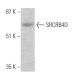 SRCRB4D Antibody (A-10) - Western Blotting - Image 363285
