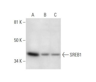 SREB1 Antibody (H-6) - Western Blotting - Image 295878