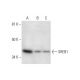 SREB1 Antibody (H-6) - Western Blotting - Image 295878