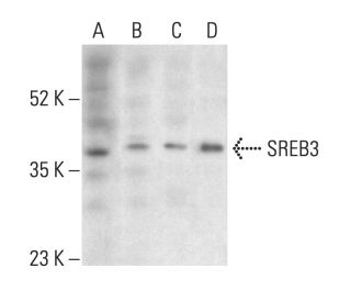 SREB3 Antibody (C-8) - Western Blotting - Image 403961