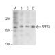 SREB3 Antibody (C-8) - Western Blotting - Image 403961