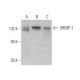 SREBP-1 Antibody (3F335) - Western Blotting - Image 353198