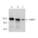 SREBP-1 Antibody (3F335) - Western Blotting - Image 360376 