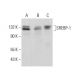 SREBP-1 Antibody (3F335) - Western Blotting - Image 380836 