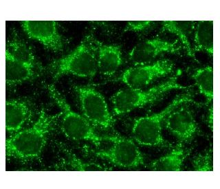 SREBP-1 Antibody (A-4) | SCBT - Santa Cruz Biotechnology
