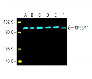 SREBP-1 Antibody (A-4) - Western Blotting - Image 392268 