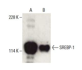 srebp-1-antibody-a-4-western-