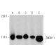 western blotting image from recommended SREBP-1 (A-4) monoclonal antibody replacement. Image 359561