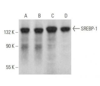SREBP-1 Antibody (E-4) - Western Blotting - Image 352830 